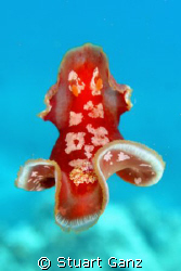 Spanish Dancer doing her thing... by Stuart Ganz 